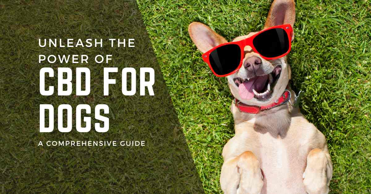 The ultimate guide to CBD for Dogs